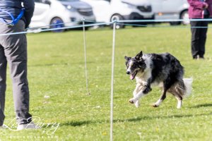 Rugby DTC Championship Show
