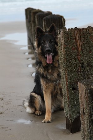 Ryker